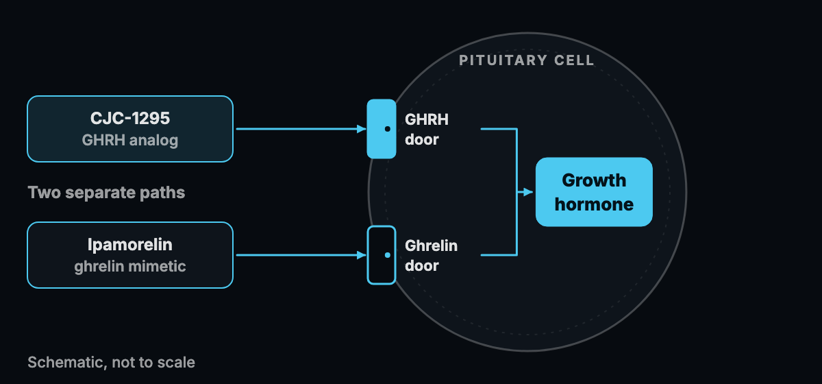 Abstract schematic of two separate signal paths meeting at one cell, drawn as simple shapes