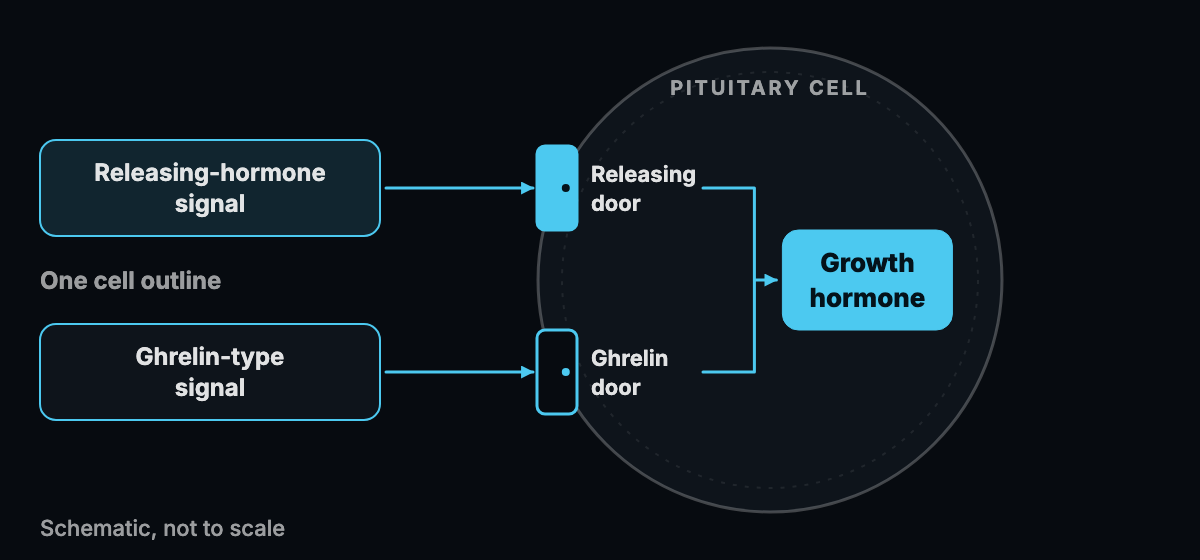 Schematic of one cell outline with two labeled doors, one for a releasing-hormone signal and one for a ghrelin-type signal