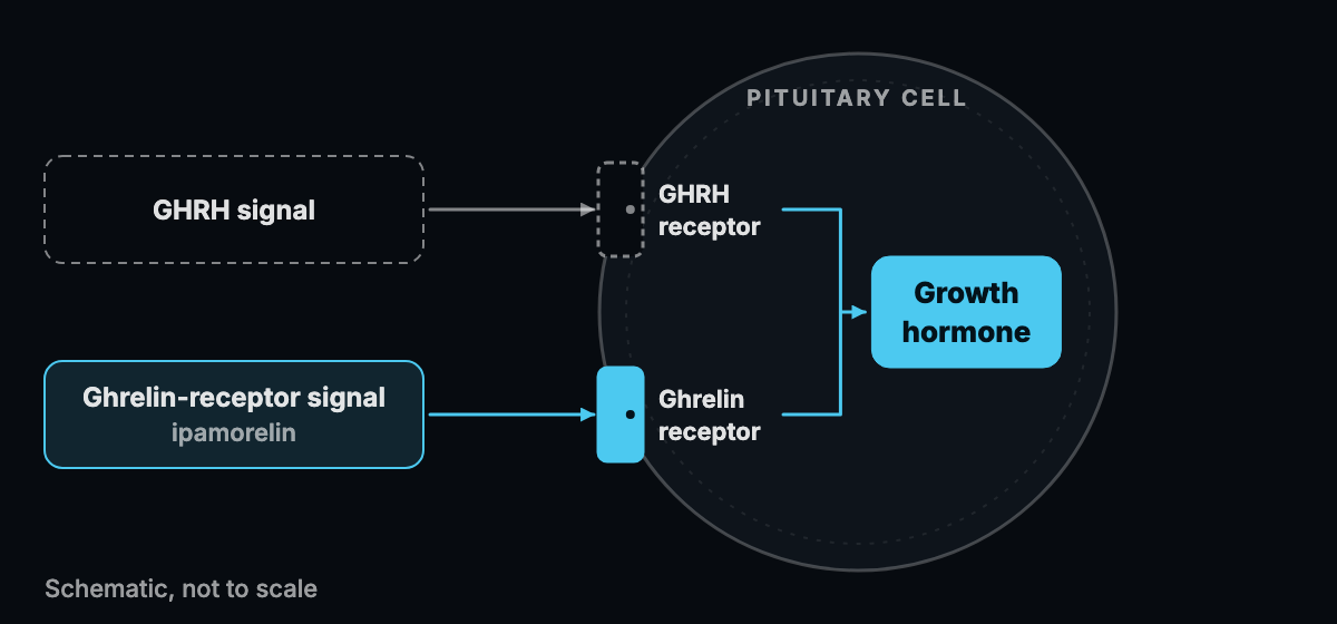 Abstract schematic of a ghrelin-receptor signal reaching a pituitary cell, drawn as a door beside a GHRH door