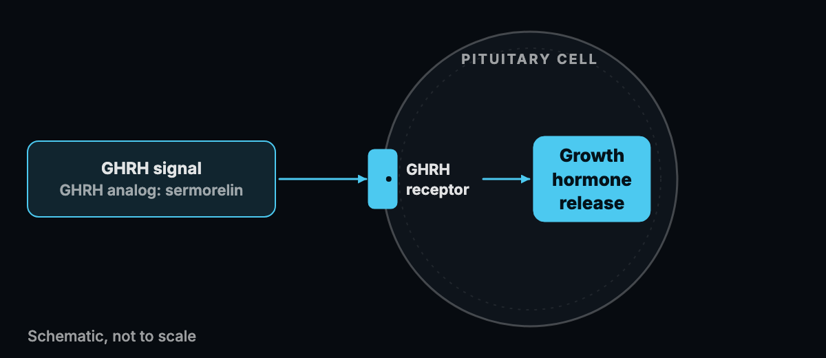 Abstract diagram of a GHRH signal arriving at a receptor on a pituitary cell, labelled schematic
