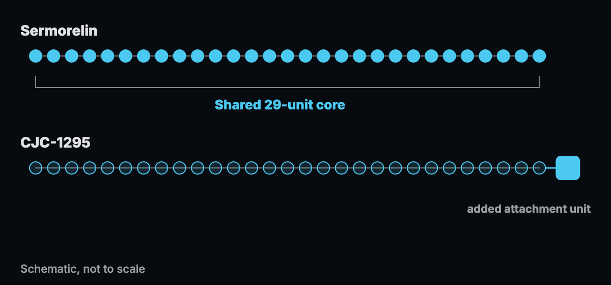 Schematic of two peptide chains that share a 29-unit core with one carrying an added attachment unit