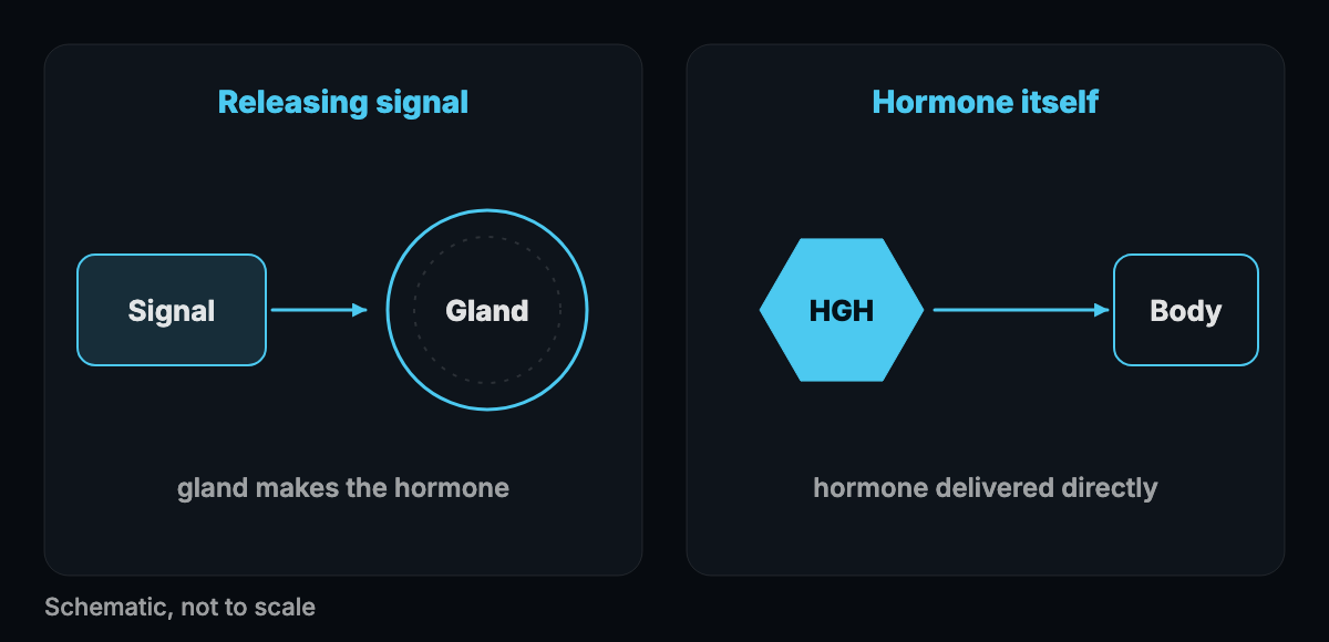 Schematic of a gland outline receiving a signal arrow on one side and a direct hormone arrow on the other