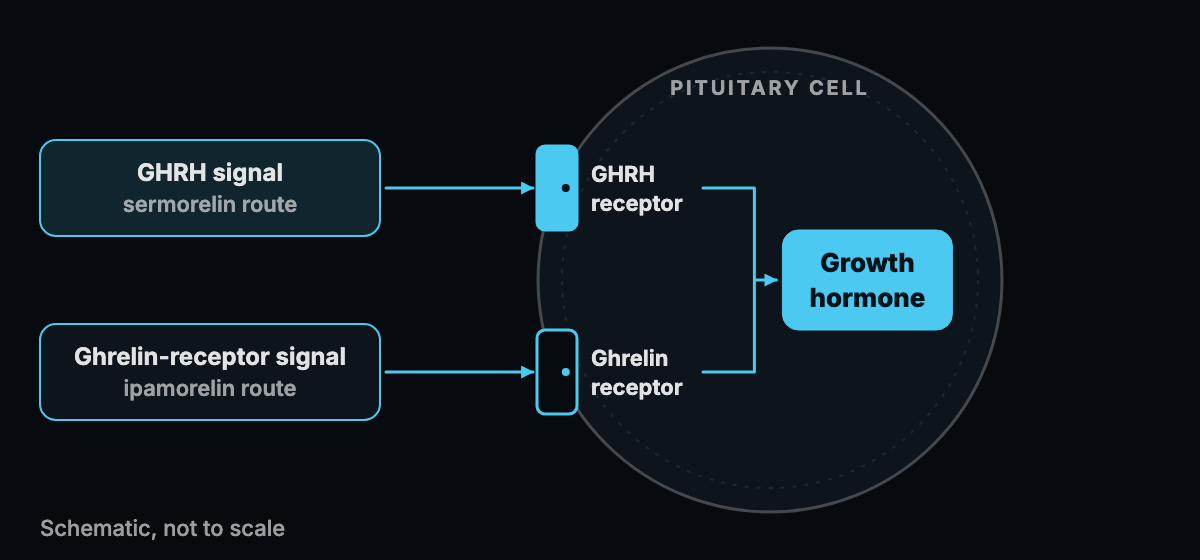 Abstract diagram of two receptor doors on a pituitary cell, one for a GHRH signal and one for a ghrelin-receptor signal
